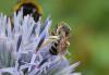 Halictus sp.